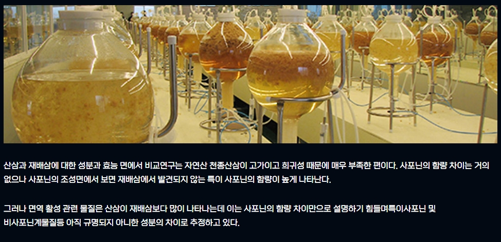 감귤대체작물 산삼배양근이란
